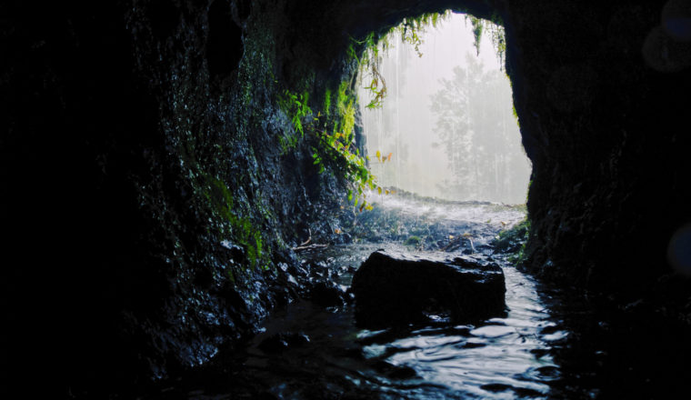 canary island