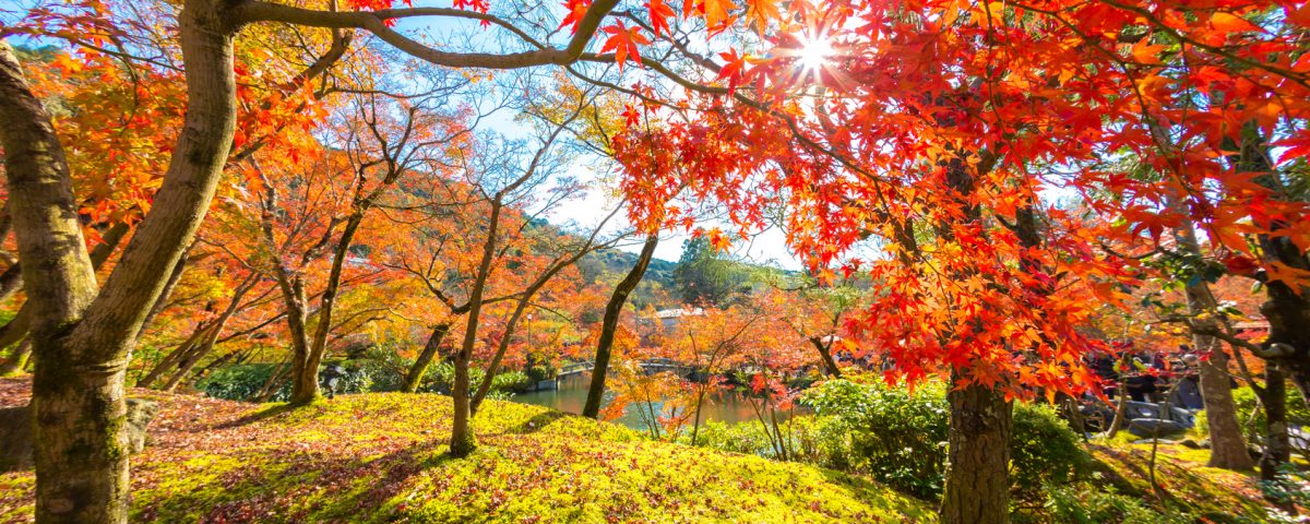 The Wonderful Colours of Autumn