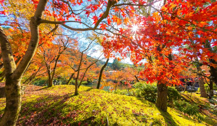 The Wonderful Colours of Autumn