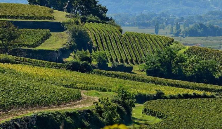 0000_Walking-tour-Bordeaux-vineyards-16-allege