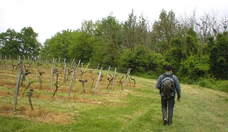 0003_Walking-tour-Bordeaux-vineyards-9-allege