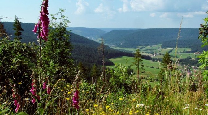 The Black Forest – The Trail of the Red Deer