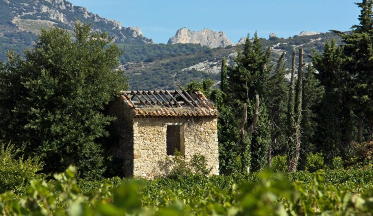 Cabanon dans une champ de vigne