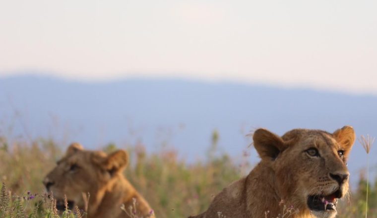 Lions in Lake Nakuru