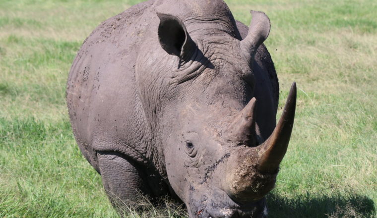 Rhino - Solio Ranch