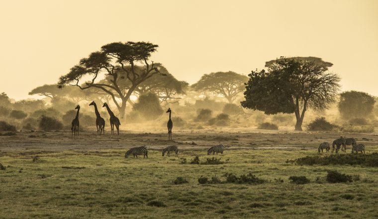 Giraffe at Lake nakuru