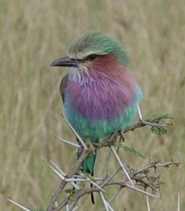 kenya-2