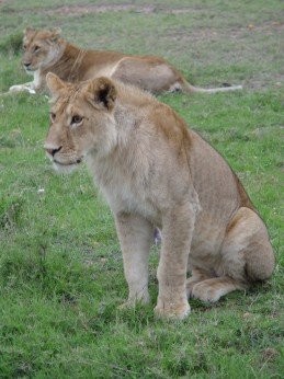 kenya-3