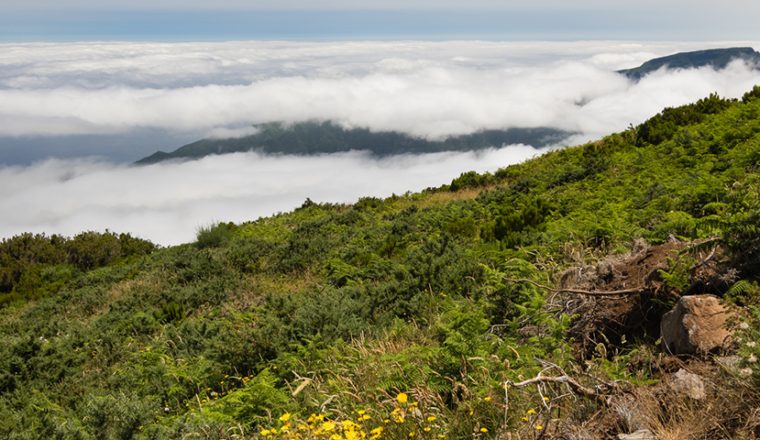 Magical Madeira (Guided)