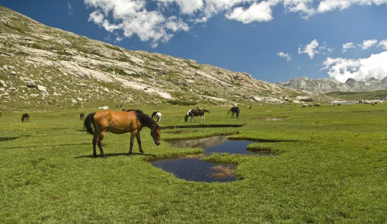 Corsica: cavalli al pascolo sul lago di Nino 6