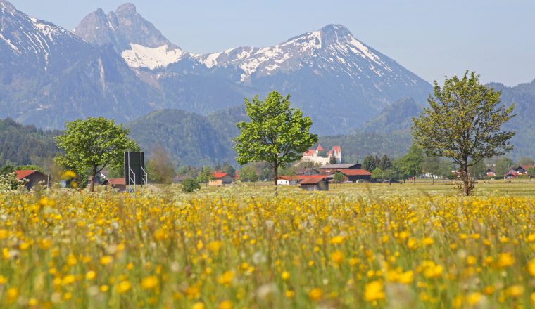 Scenic view with blossoming field of dandelions in Alps, Bavaria, Germany in spring.