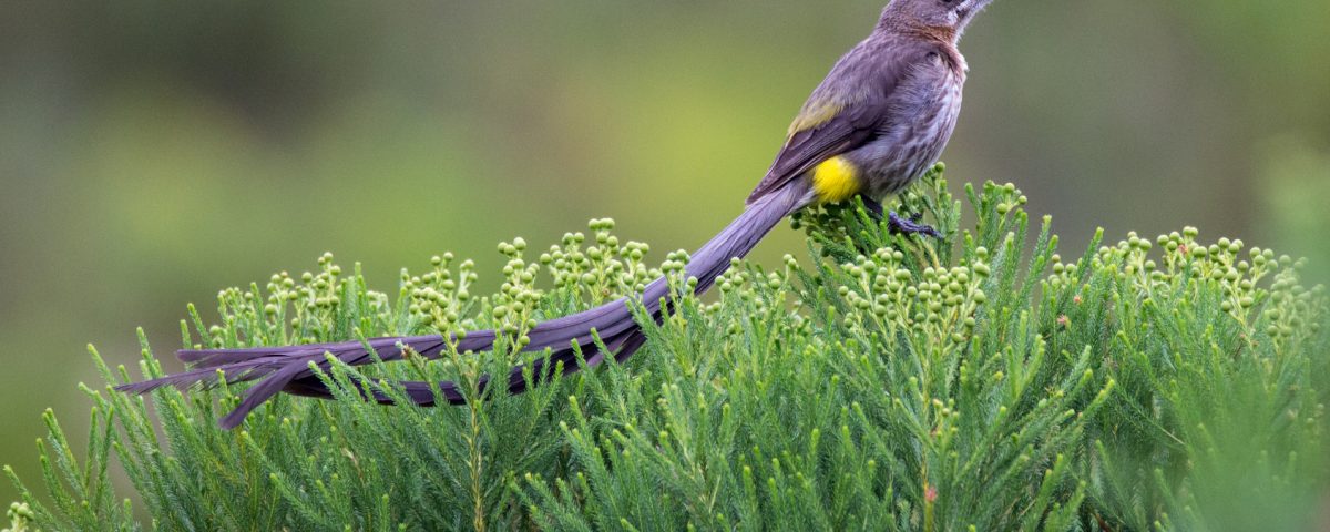 Walking With Wildlife- Animals to Encounter