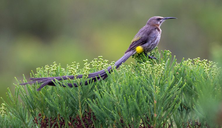 Walking With Wildlife- Animals to Encounter