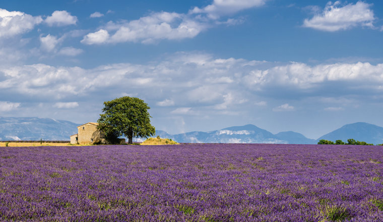 Step into Spring: The Top Spring Walks in Europe