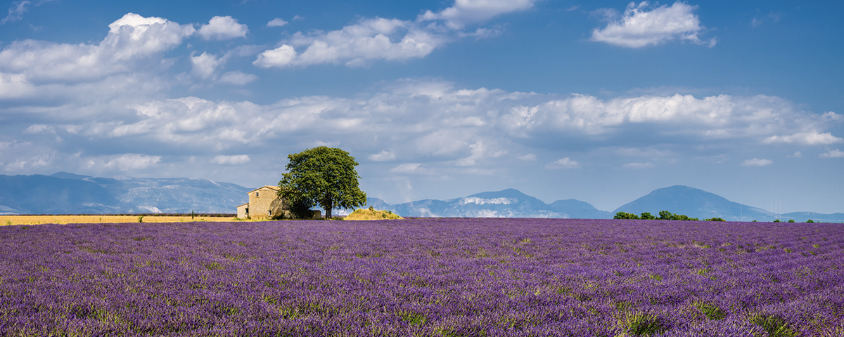 Step into Spring: The Top Spring Walks in Europe