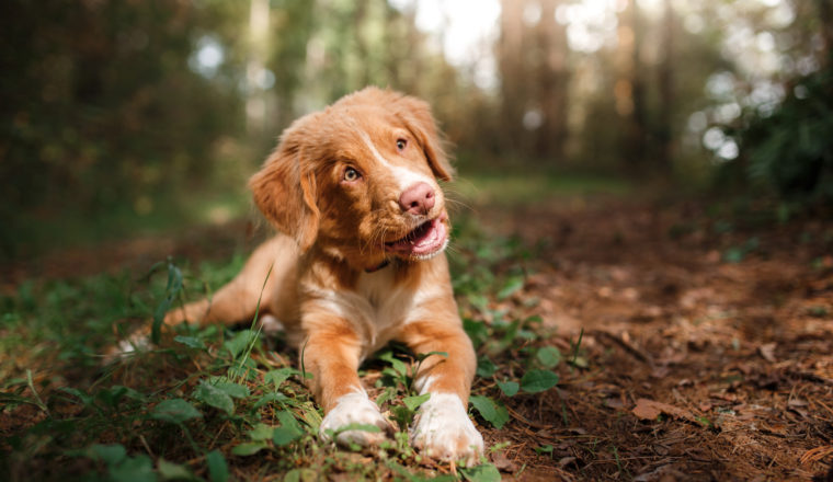 the best dog walks in the cotswolds
