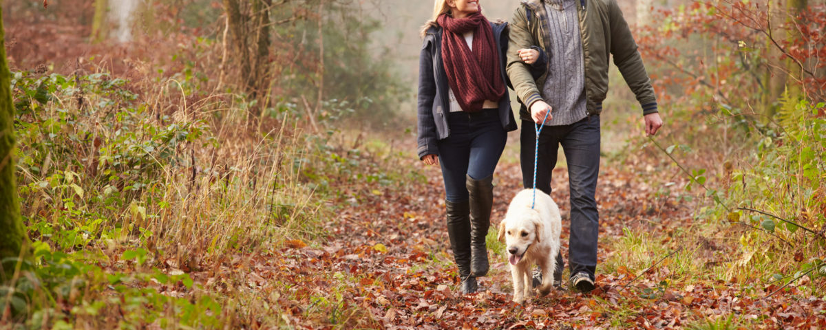 The Best Dog Walks in the Cotswolds