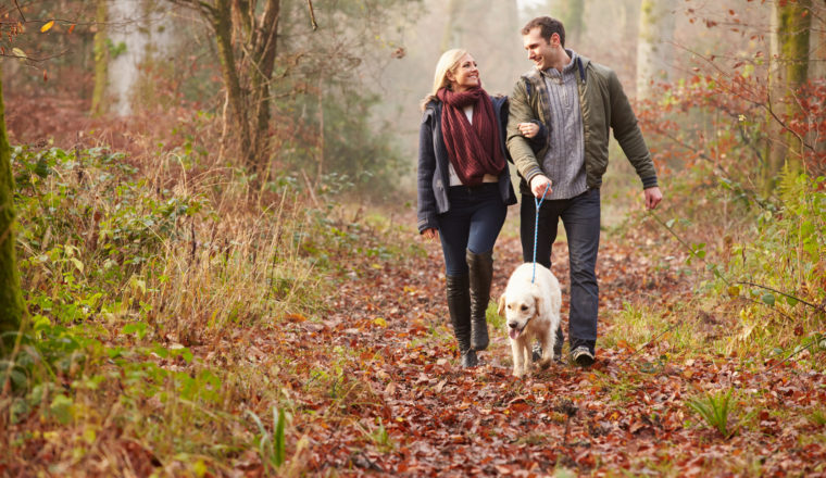 The Best Dog Walks in the Cotswolds