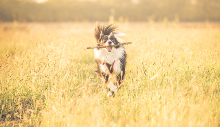 the best dog walks in the cotswolds