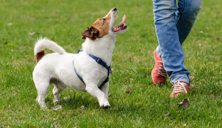 the best dog walks in the cotswolds