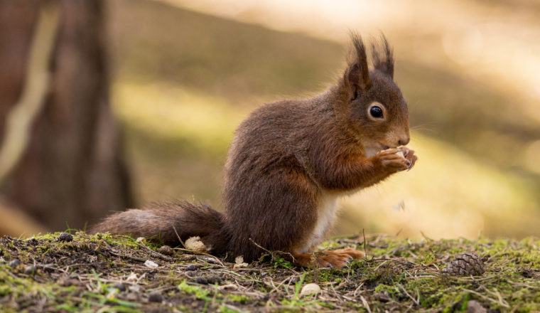 4 Family Friendly Autumn Walks in the UK - World Walks