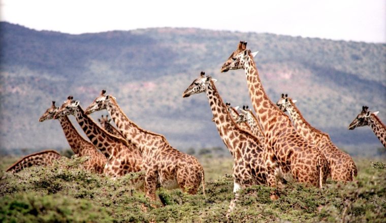 The Best Safari Destinations In Africa