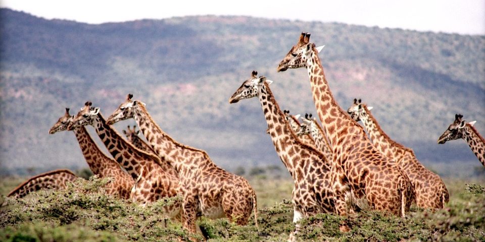 The Best Safari Destinations In Africa