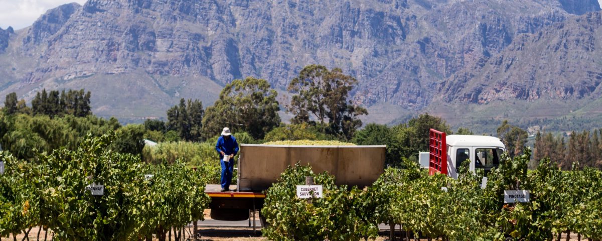 Cape Winelands Most Breathtaking Vineyards for Wine Tasting