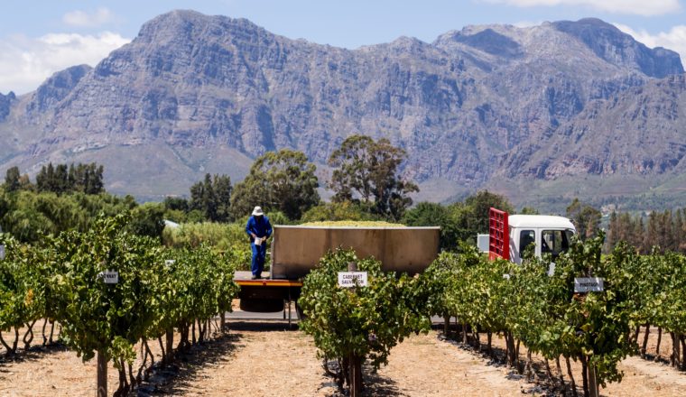 Cape Winelands Most Breathtaking Vineyards for Wine Tasting