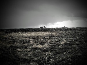 Icelandic Ponies, Iceland