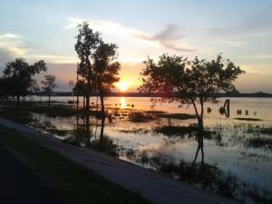 Morag White - New Orleans a walk on the Levy at high rise and the swamp as I saw it