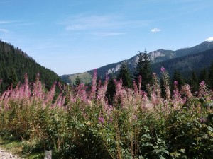 Kalatowi meadow, Tatra section